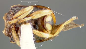 Media type: image;   Entomology 24934 Aspect: habitus ventral view
